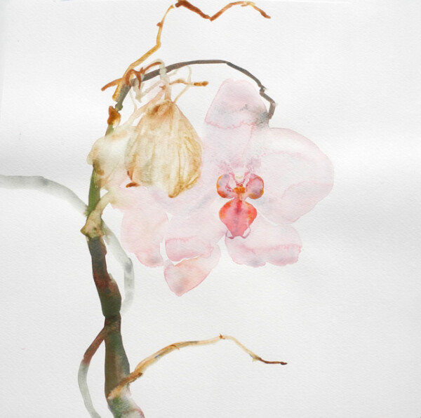 orchidea akvarel