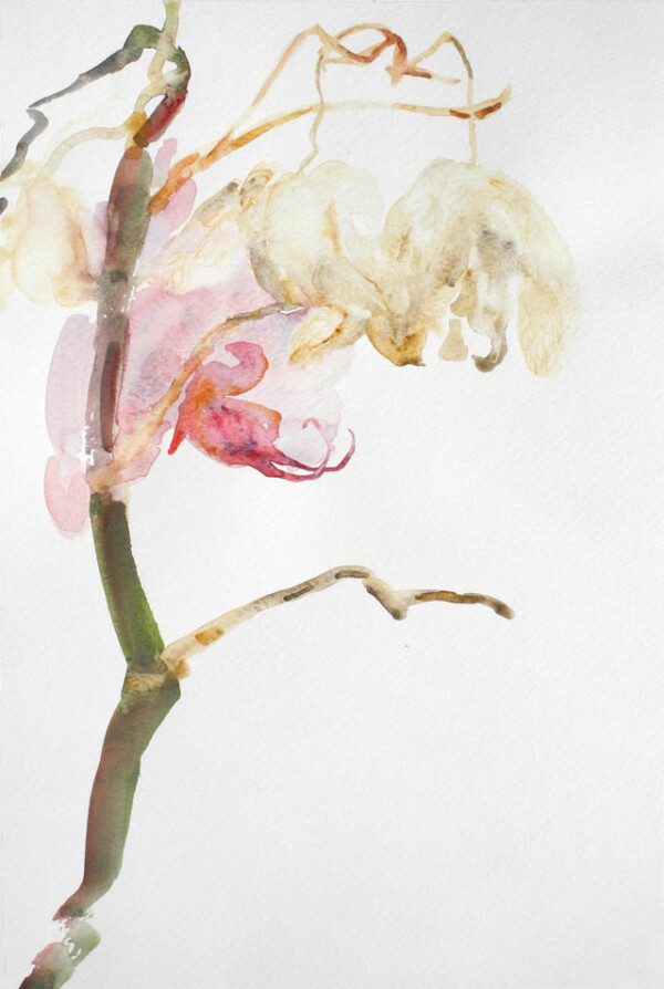 ORCHIDEA PROFIL akvarel