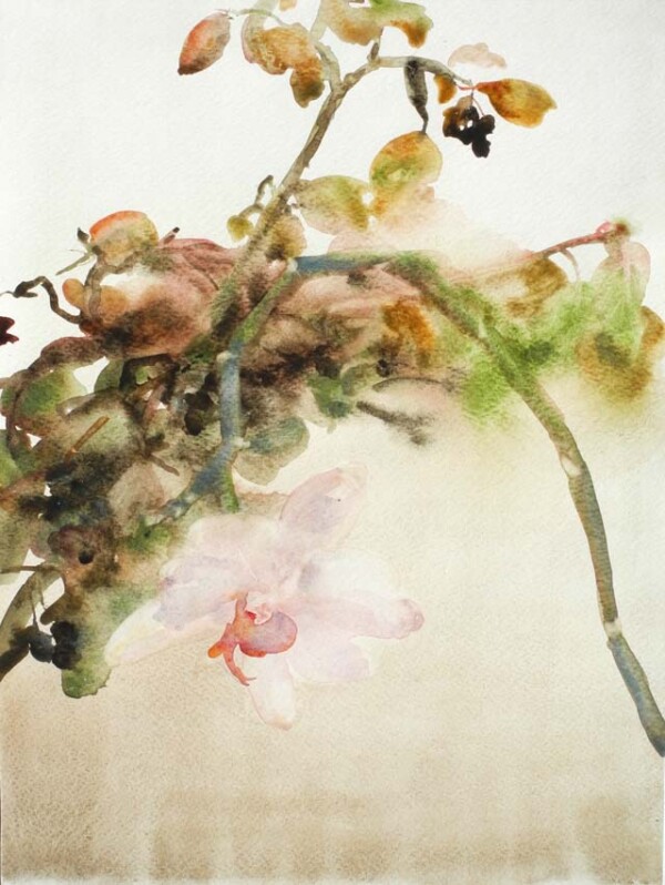 orchidej akvarel