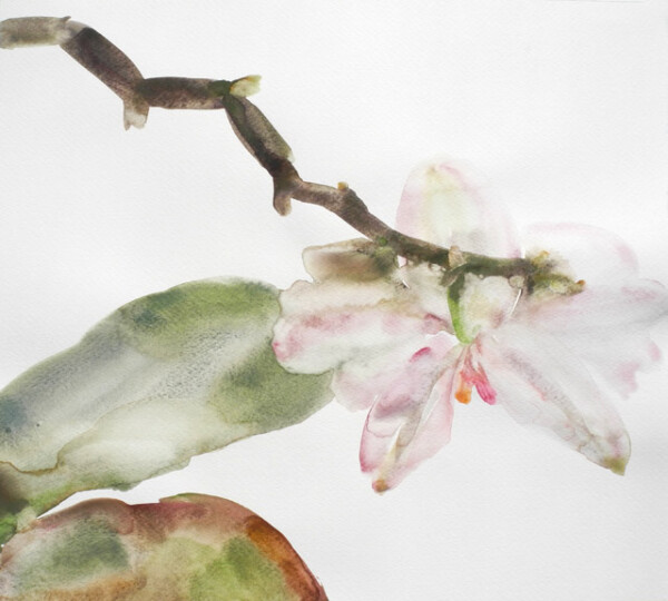 ORCHIDEA III akvarel