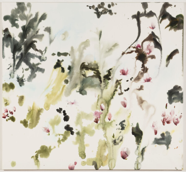 1200 x 1300 mm MAGNÓLIE NA POZADÍ LESA akvarel 2025